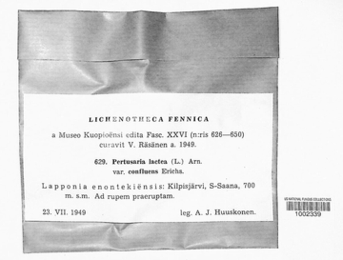 Pertusaria lactea var. confluens image